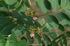 Indigofera suffruticosa